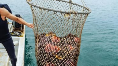 kelly dale anderson s career overview