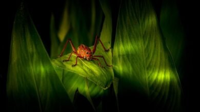 satine anais geraldine macht