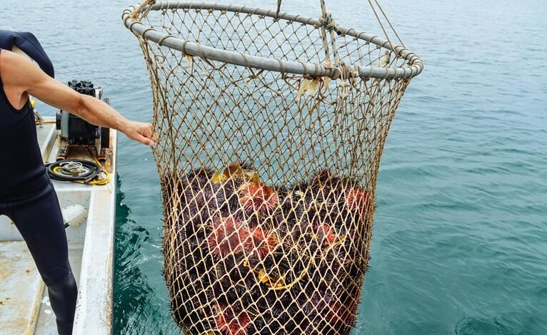 susan mikula s financial status